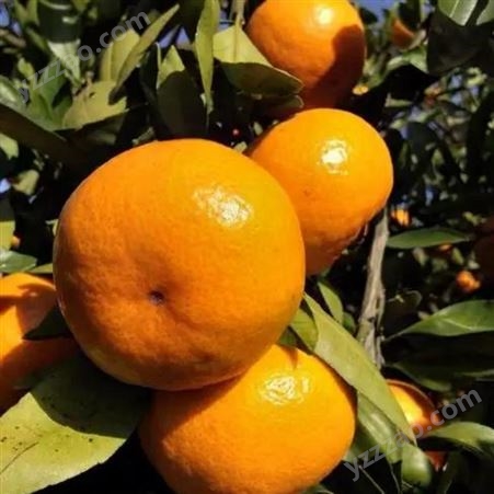 柑橘子 新鲜沃柑 蜜橘水果 当季整箱供应 果园大量出售