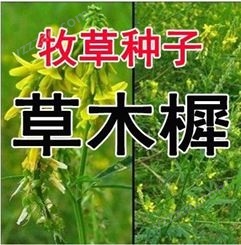 黄花苜蓿草种子白花黄花草木犀种子 饲用食用甜菜 多年生牧草种籽