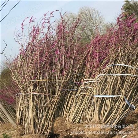 苗圃出售紫荆苗 供应风景绿化紫荆树 丛生紫荆 现挖现卖 