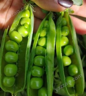 全国蔬菜批发配送 新鲜豌豆农家自种 菜豌豆小寒豆青豆脆甜豆