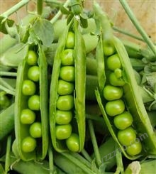 全国蔬菜批发配送 新鲜豌豆农家自种 菜豌豆小寒豆青豆脆甜豆