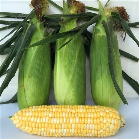新鲜蔬菜全国配送批发 现摘鲜玉米新鲜爆浆可生吃当季脆嫩